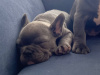 Blue French bulldog Female pup 5