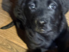 5 Beautiful Labrador Retriever looking for their forever homes 4