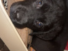 5 Beautiful Labrador Retriever looking for their forever homes 8