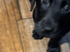 5 Beautiful Labrador Retriever looking for their forever homes 2