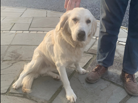 Male golden retriever