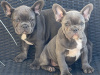 Blue French bulldog puppies for sale 6