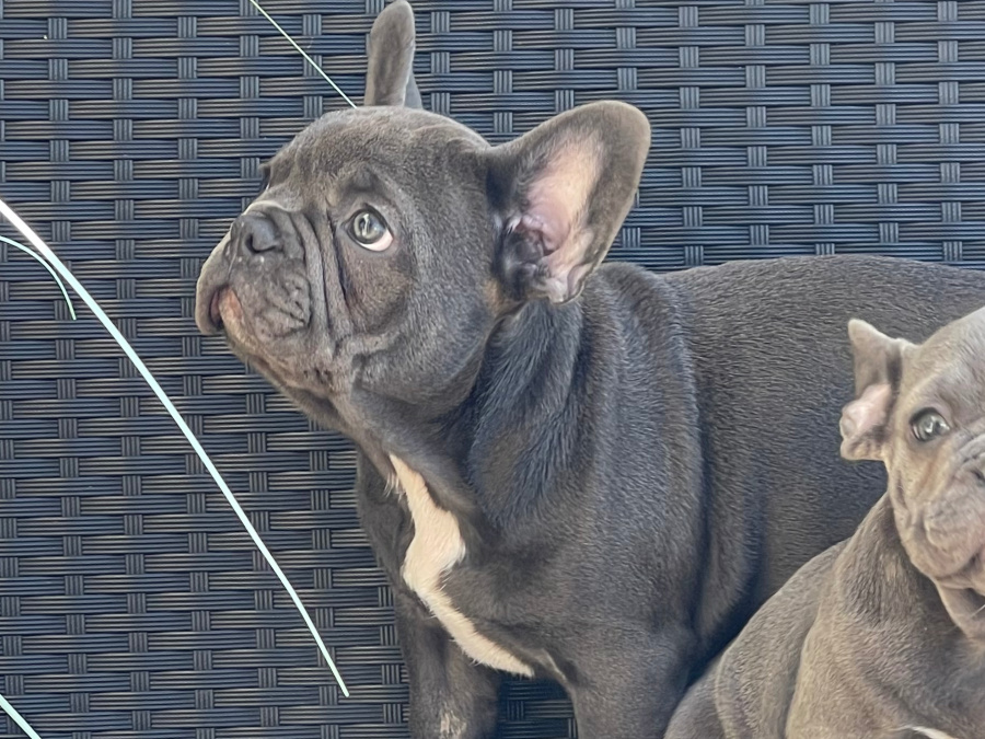 Blue French bulldog puppies for sale 7