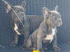 Blue French bulldog puppies 2