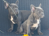 Blue French bulldog puppies 4