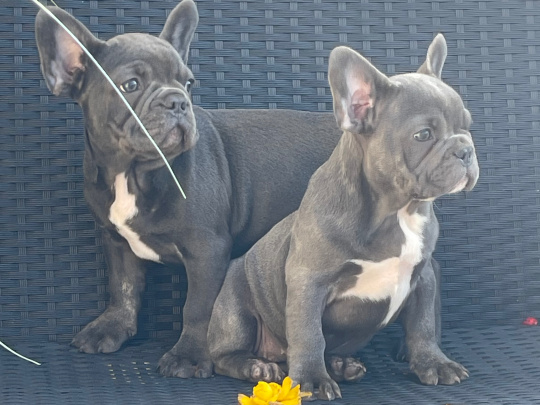 Blue French bulldog puppies for sale