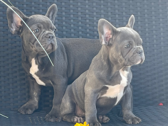 Blue French bulldog puppies