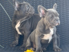 Blue French bulldog puppies 3