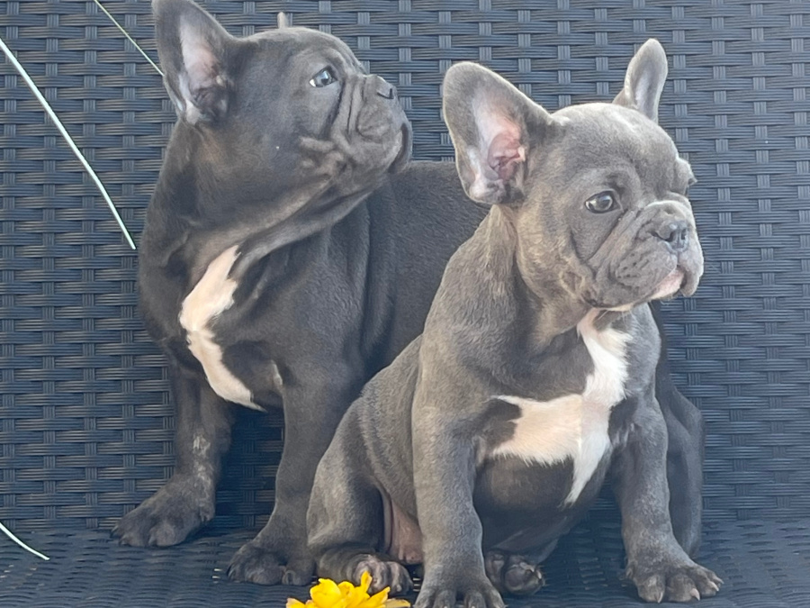 Blue French bulldog puppies for sale 2