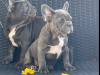 Blue French bulldog Female pup 2