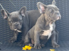 Blue French bulldog puppies 1