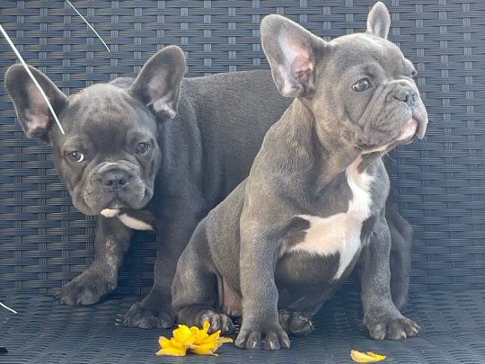 Blue French bulldog puppies