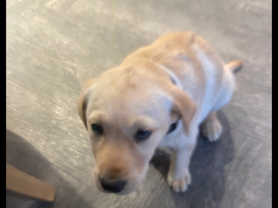 Labrador puppy for sale 3