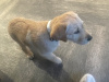 Labrador puppy for sale 4