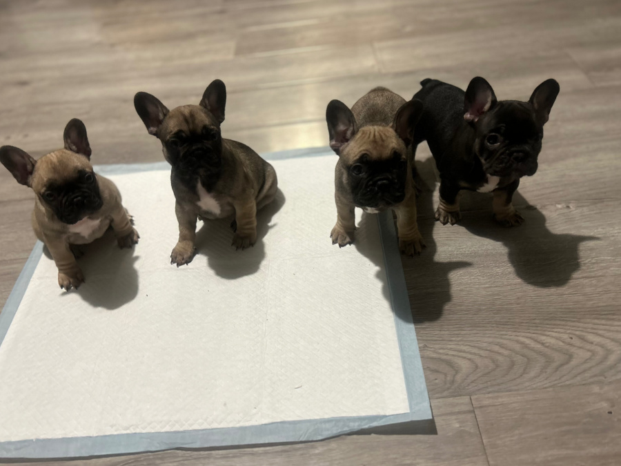 4 perfect baby girl Frenchies Available 6