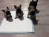 4 perfect baby girl Frenchies Available 5