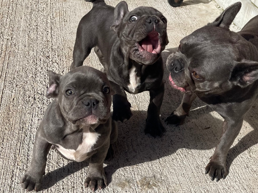 Blue French bulldog puppies for sale 3