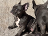 Blue French bulldog puppies for sale 5