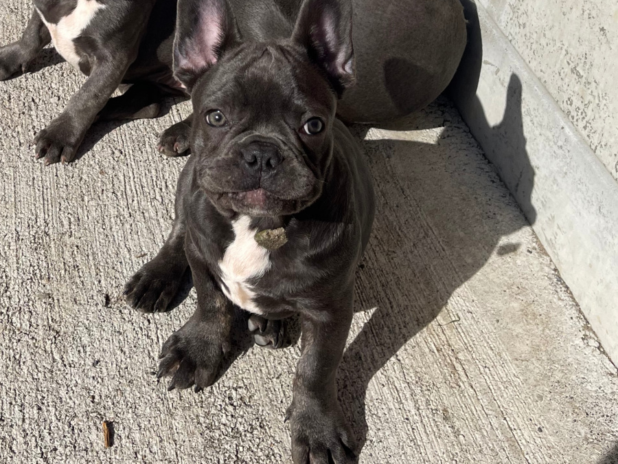 Blue French bulldog puppies for sale 4