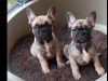 4 perfect baby girl Frenchies Available 4