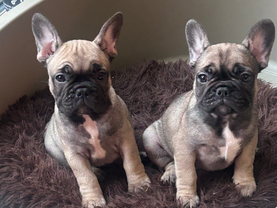 4 perfect baby girl Frenchies Available 3