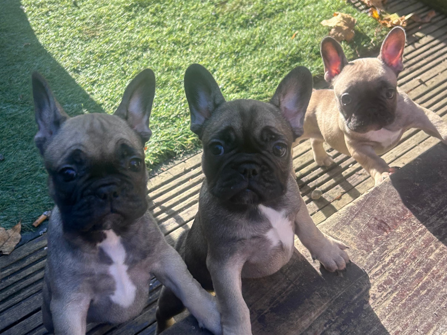 4 perfect baby girl Frenchies Available 2