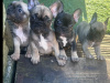 4 perfect baby girl Frenchies Available 1