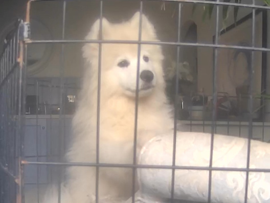 🐾 Beautiful 3-Month-Old Male Samoyed Puppy – Ready for His Forever Home 🐾 3
