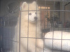🐾 Beautiful 3-Month-Old Male Samoyed Puppy – Ready for His Forever Home 🐾 2