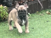 2 perfect baby girl Frenchies Available 2