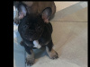 2 perfect baby girl Frenchies Available 3