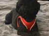 Miniature poodle 2