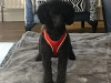 Miniature poodle 1