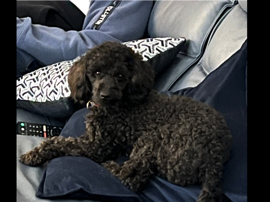 Miniature poodle 4