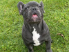 Blue french bulldog puppies for sale 3