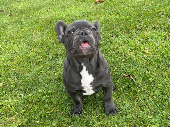 Blue French bulldog Female pup