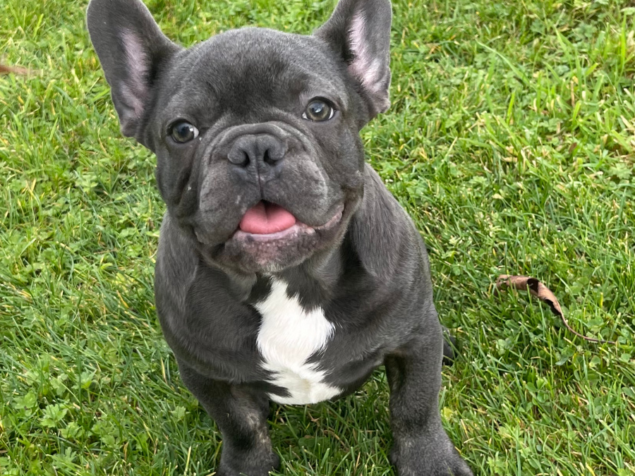 Blue french bulldog puppies for sale 2