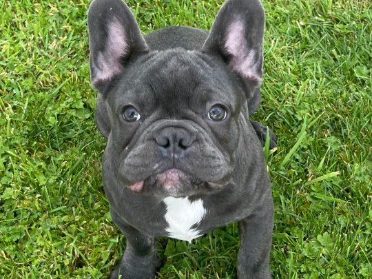 Blue french bulldog puppies for sale