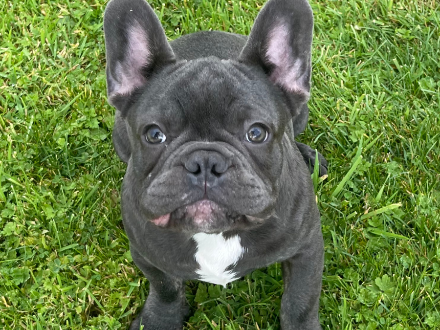 Blue french bulldog puppies for sale 1