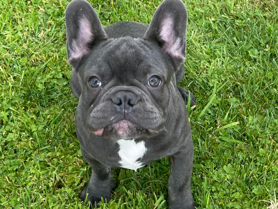 Blue French bulldog Female pup 4