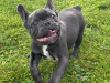 Blue french bulldog puppies for sale 4