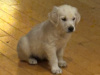 Golden Retriever puppy 9 weeks old 1