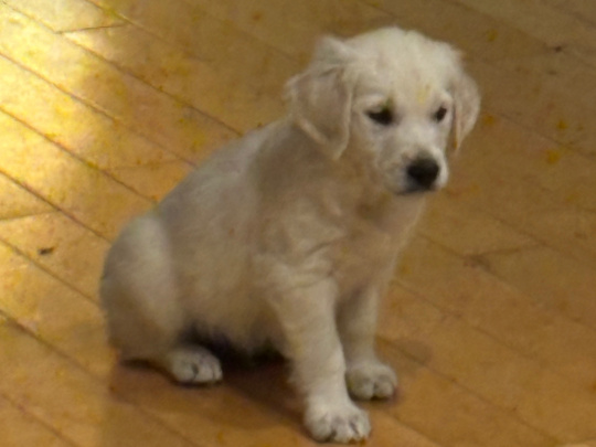 Golden Retriever puppy 9 weeks old