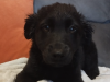 Gorgeous Border Collie X Cockapoo Pup For Sale 3