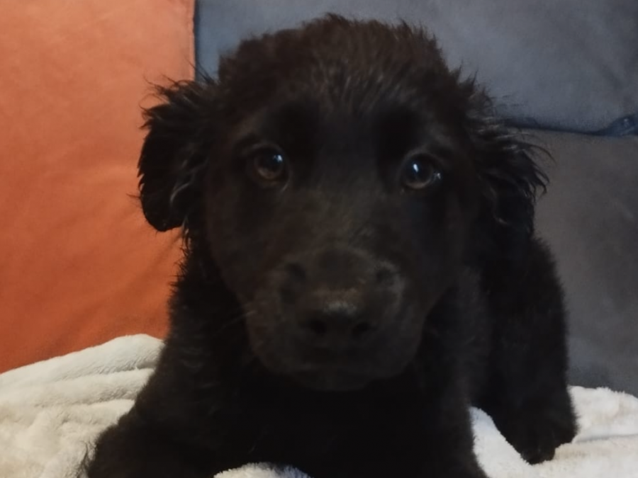 Gorgeous Border Collie X Cockapoo Pup For Sale 3