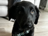 Gorgeous Border Collie X Cockapoo Pup For Sale 2
