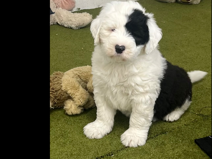 Beautiful Old English Sheepdog puppies 2