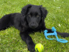 Gorgeous Border Collie X Cockapoo Pup For Sale 1
