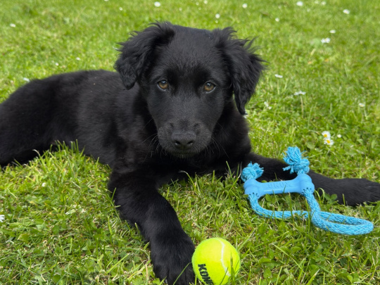 Gorgeous Border Collie X Cockapoo Pup For Sale