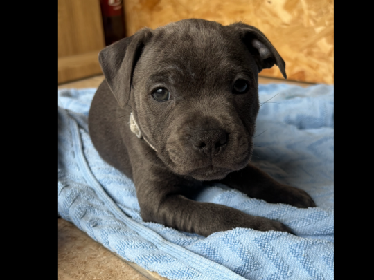 IKC Registered Blue Staffordshire Bull Terrier puppies for sale